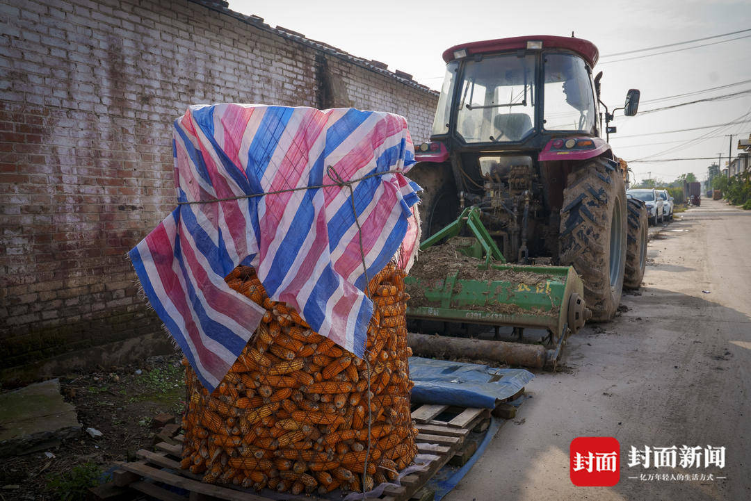 破记录秋雨致玉米发芽霉变，河南焦作种植户泥泞中忙抢收｜图集