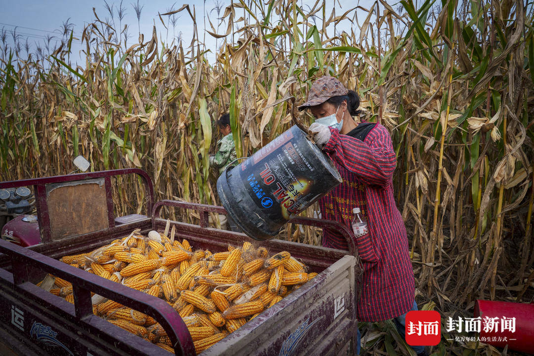破记录秋雨致玉米发芽霉变，河南焦作种植户泥泞中忙抢收｜图集