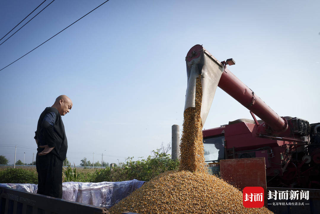 破记录秋雨致玉米发芽霉变，河南焦作种植户泥泞中忙抢收｜图集