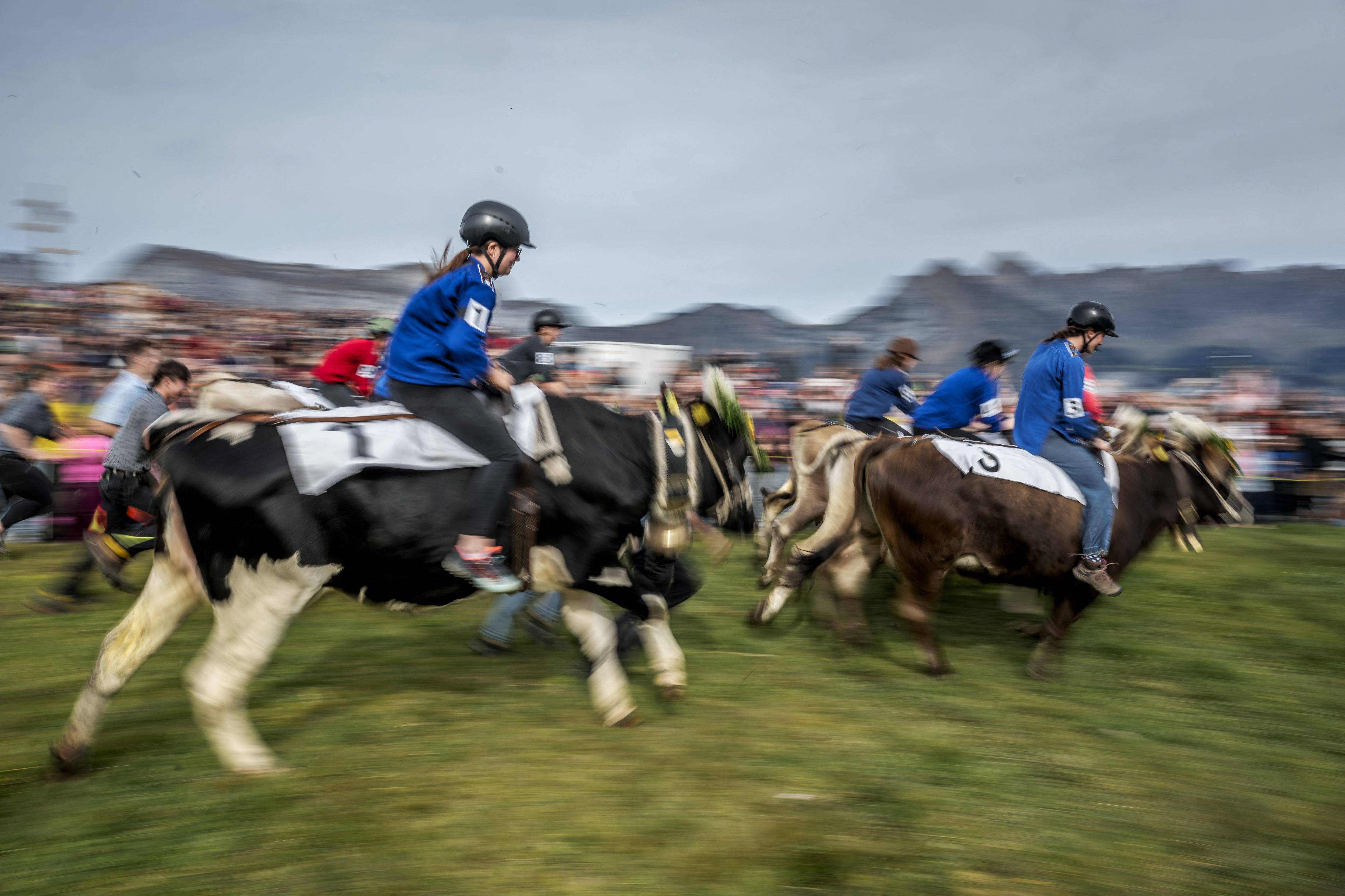 铿锵玫瑰骑牛赛