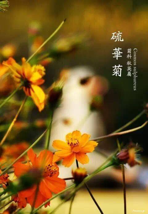 40种小清新风格的植物识别图鉴,美美哒!