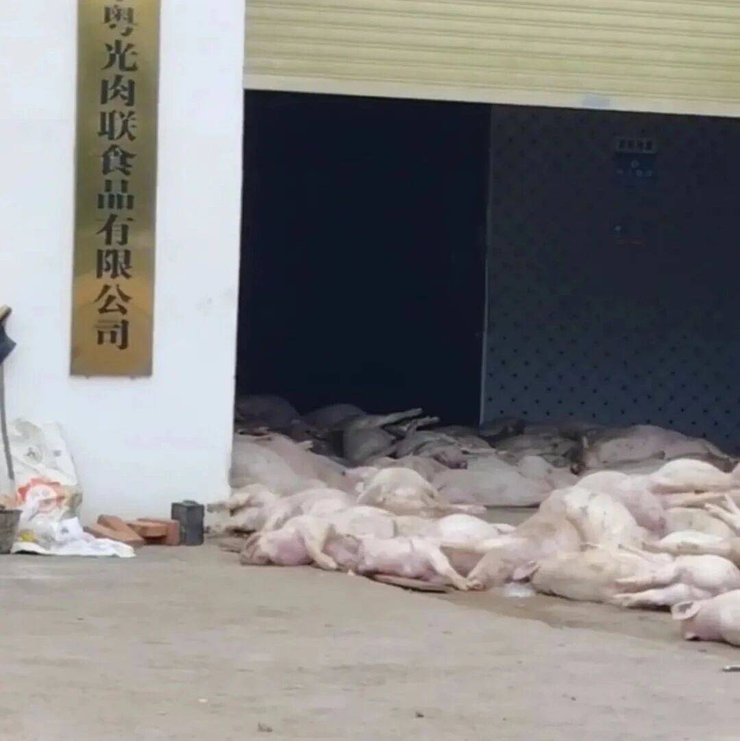 广东一肉联公司门口堆满死猪,官方:7人被控制_罗定_部门_相关