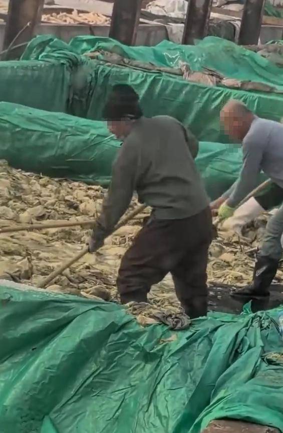 "男子在酸菜池抽烟、随口乱吐"引愤慨:葫芦岛市监部门回应(图2)