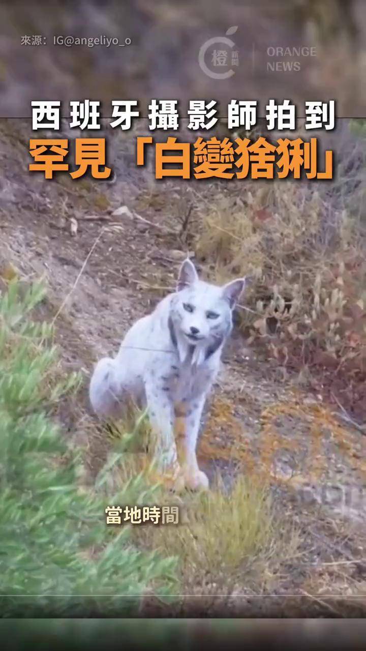 【全球首只“白变猞猁”现身西班牙！全身雪白宛如神话精灵】西班牙南部山区近日出现震撼全球的野生动物奇观，有一只毛色白皙如雪、神秘高贵的“白变伊比 ...