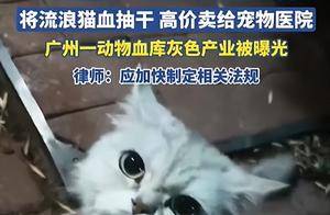 流浪猫变“移动血包”!抽50毫升猫血卖800元/袋,灰色产业被曝光_宠物_不法分子_血液