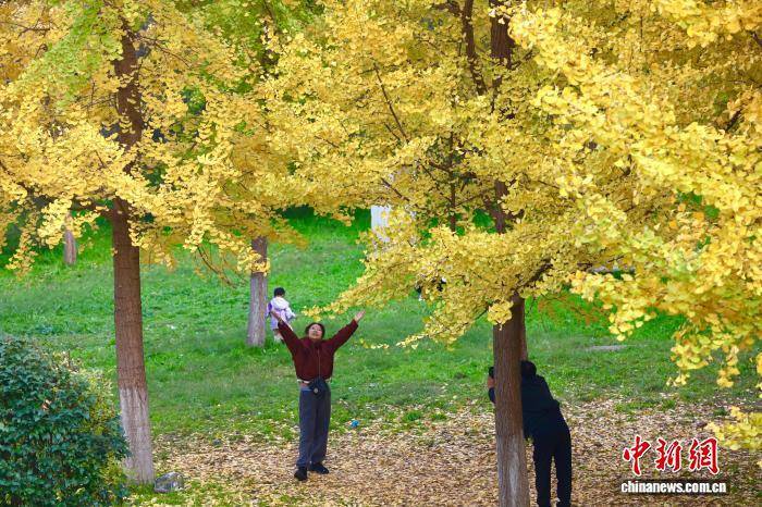 陕西西安:银杏林由绿转黄吸引市民游玩