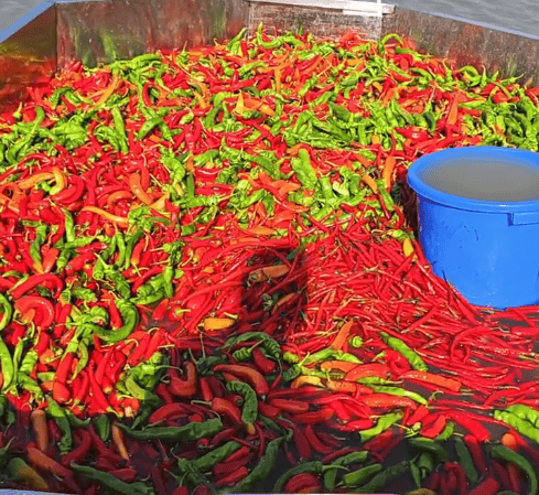 湖南的鱼也能吃辣？长沙多个鱼场用辣椒养鱼，最爱的竟是朝天椒！专家：鱼肉不会变辣