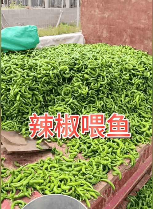 湖南的鱼也能吃辣？长沙多个鱼场用辣椒养鱼，最爱的竟是朝天椒！专家：鱼肉不会变辣