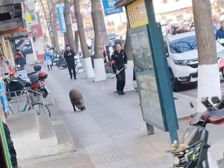 辽宁凤城十余头野猪进城一头被击毙，警方称街面已无它们踪迹，专家：全国野猪致害省份达26个
