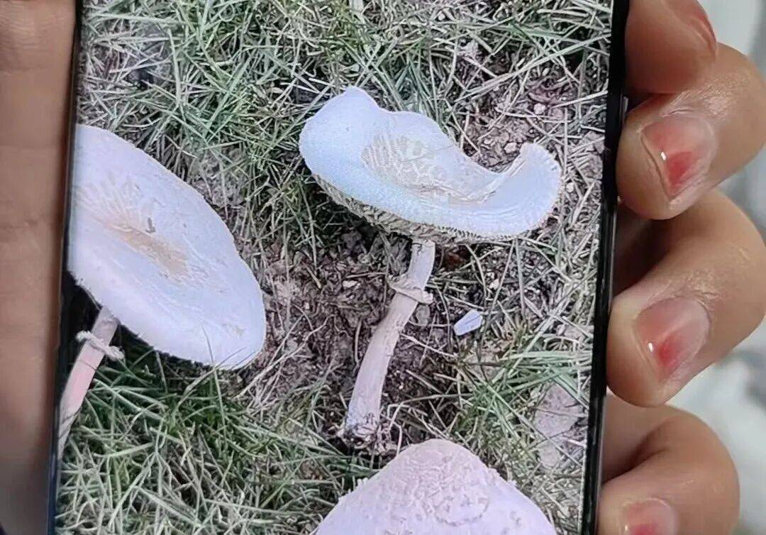 别吃,煮熟也有毒!武汉有人吃一口,直接送进ICU…… 别吃,煮熟也有毒!武汉有人吃一口,直接送进ICU……