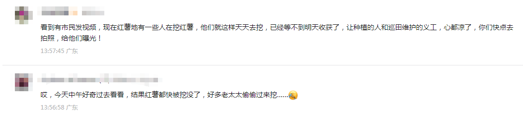 深圳市中心竟有一大片“红薯地”！官方紧急提醒：请勿私挖