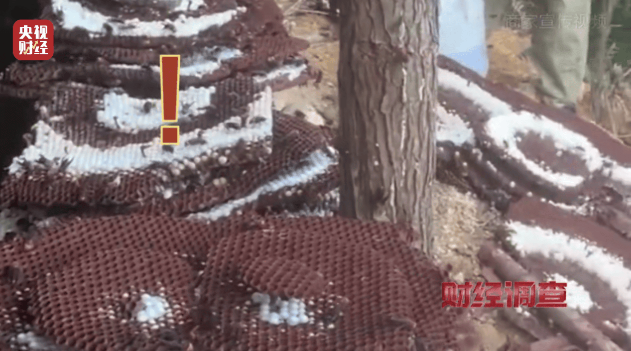 “杀人蜂”散养山头,无序滥养亟待监管,总台《财经调查》曝光→ “杀人蜂”散养山头,无序滥养亟待监管,总台《财经调查》曝光→