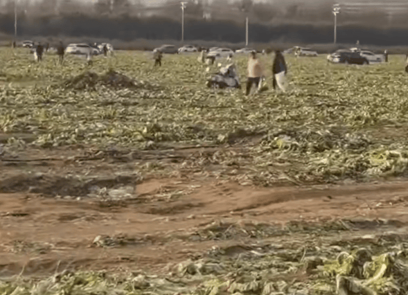 一则谣言毁了近200亩白菜,损失逾百万!责任谁担?