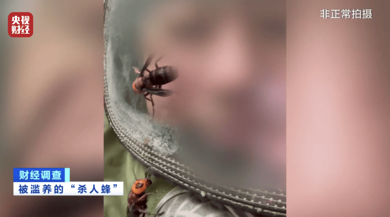 “杀人蜂”散养山头,无序滥养亟待监管,总台《财经调查》曝光→ “杀人蜂”散养山头,无序滥养亟待监管,总台《财经调查》曝光→