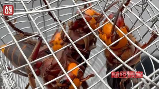 “杀人蜂”散养山头,无序滥养亟待监管,总台《财经调查》曝光→ “杀人蜂”散养山头,无序滥养亟待监管,总台《财经调查》曝光→