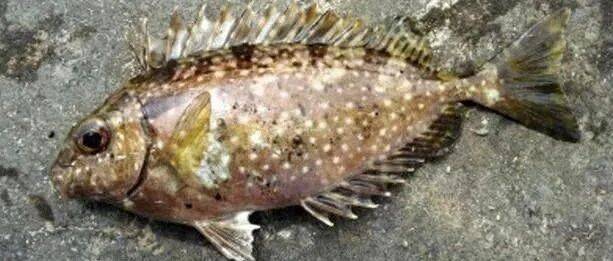 泥猛鱼(篮子鱼):从生物学特性、垂钓技术到市场价值_风味_号数_物质