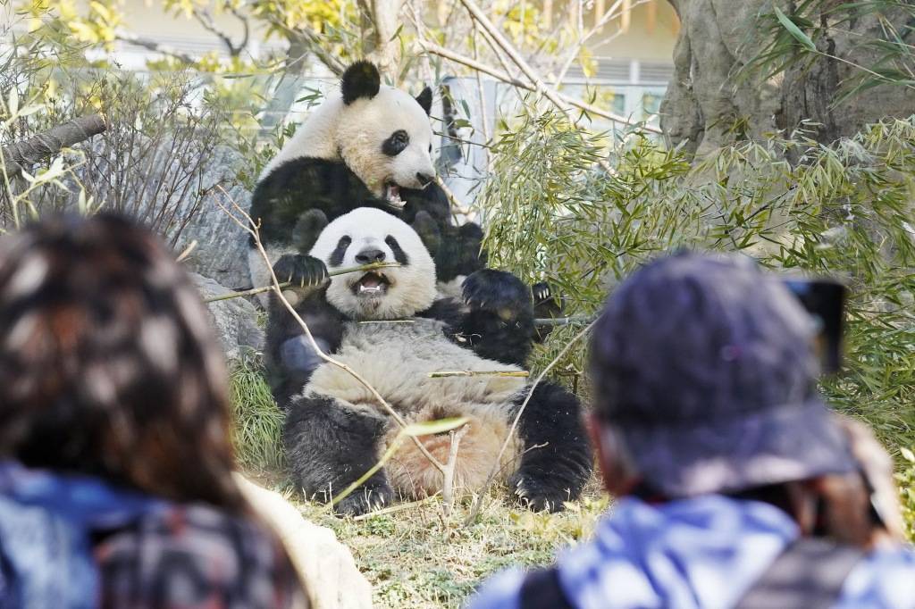 图片[5]-最后2只旅日大熊猫 “晓晓”“蕾蕾” 即将归国-华闻时空