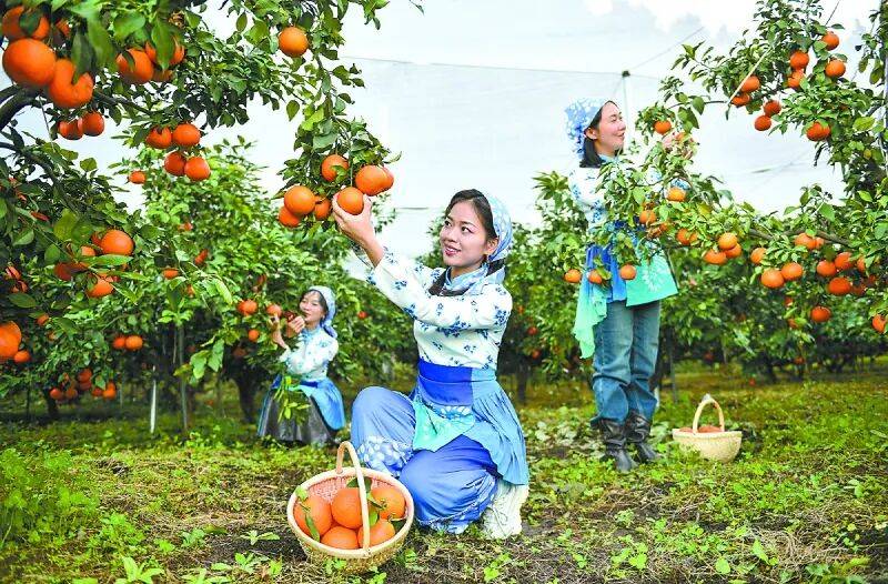 爱媛38号：品质与口碑的双重标杆