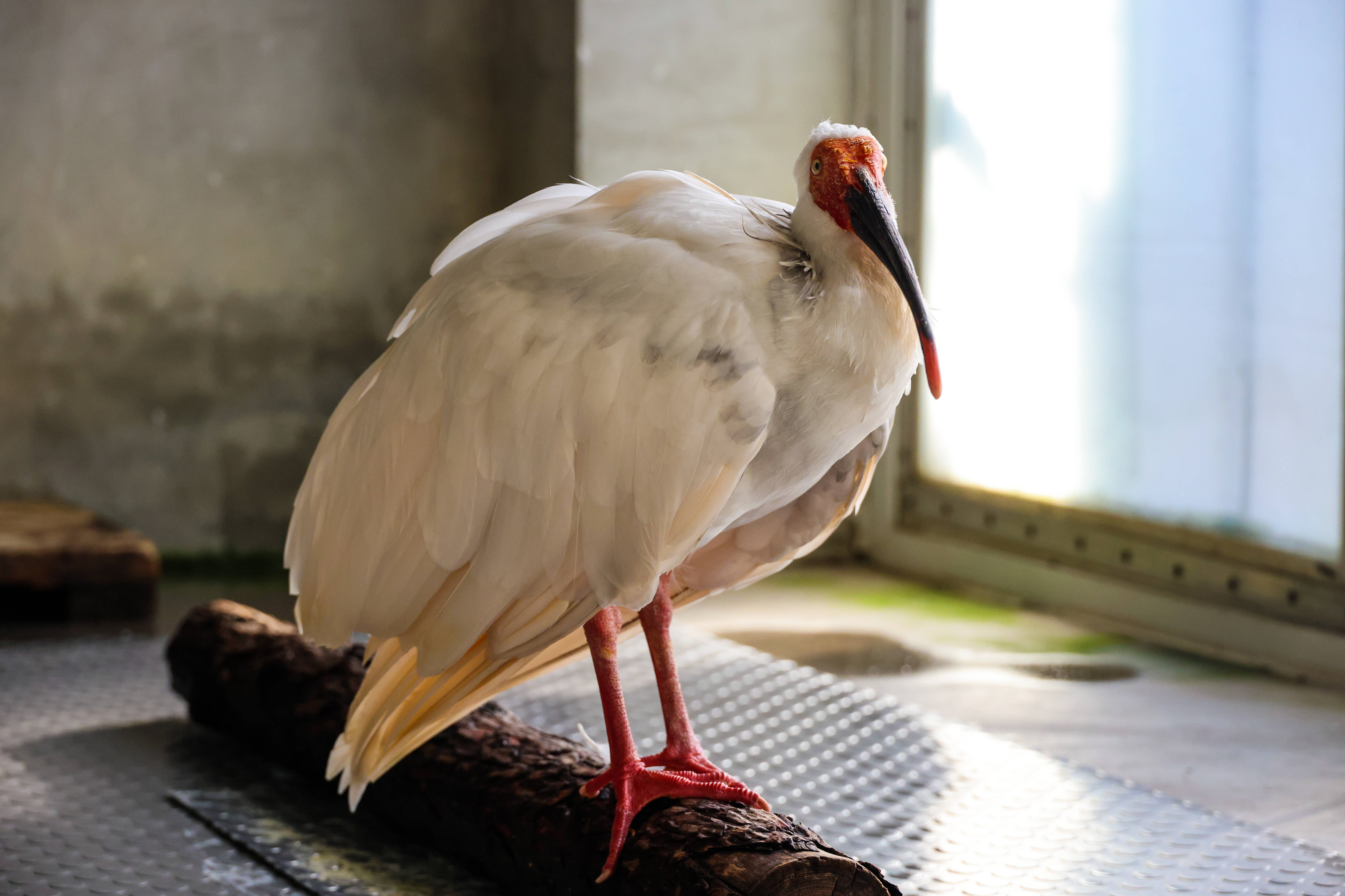 朱鹮“平平”走完传奇一生：饲养员进屋先敲门，孕育了27只后代