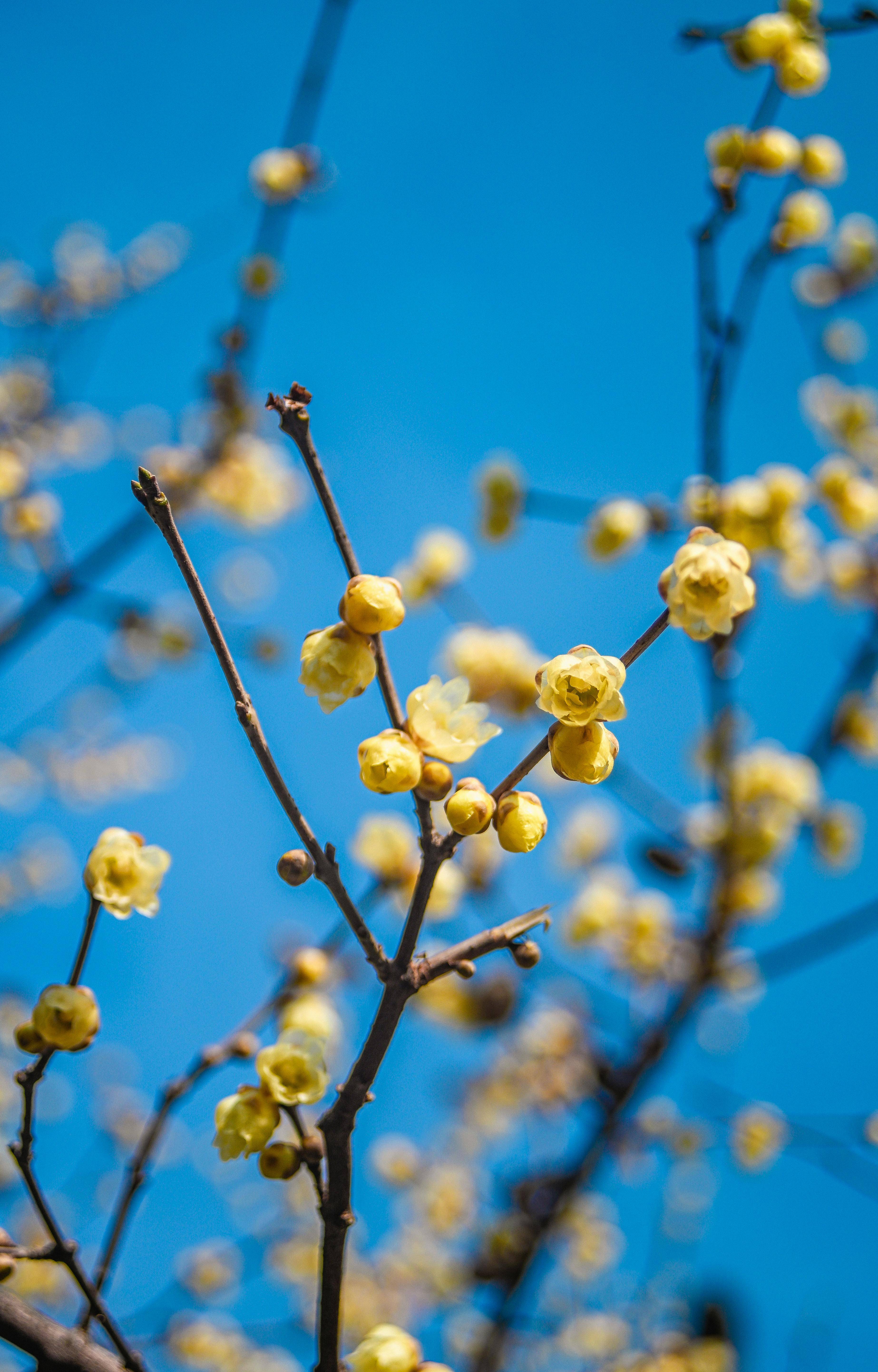蒸苹果出果冻别慌！果胶3大健康功效，减肥党闭眼冲！