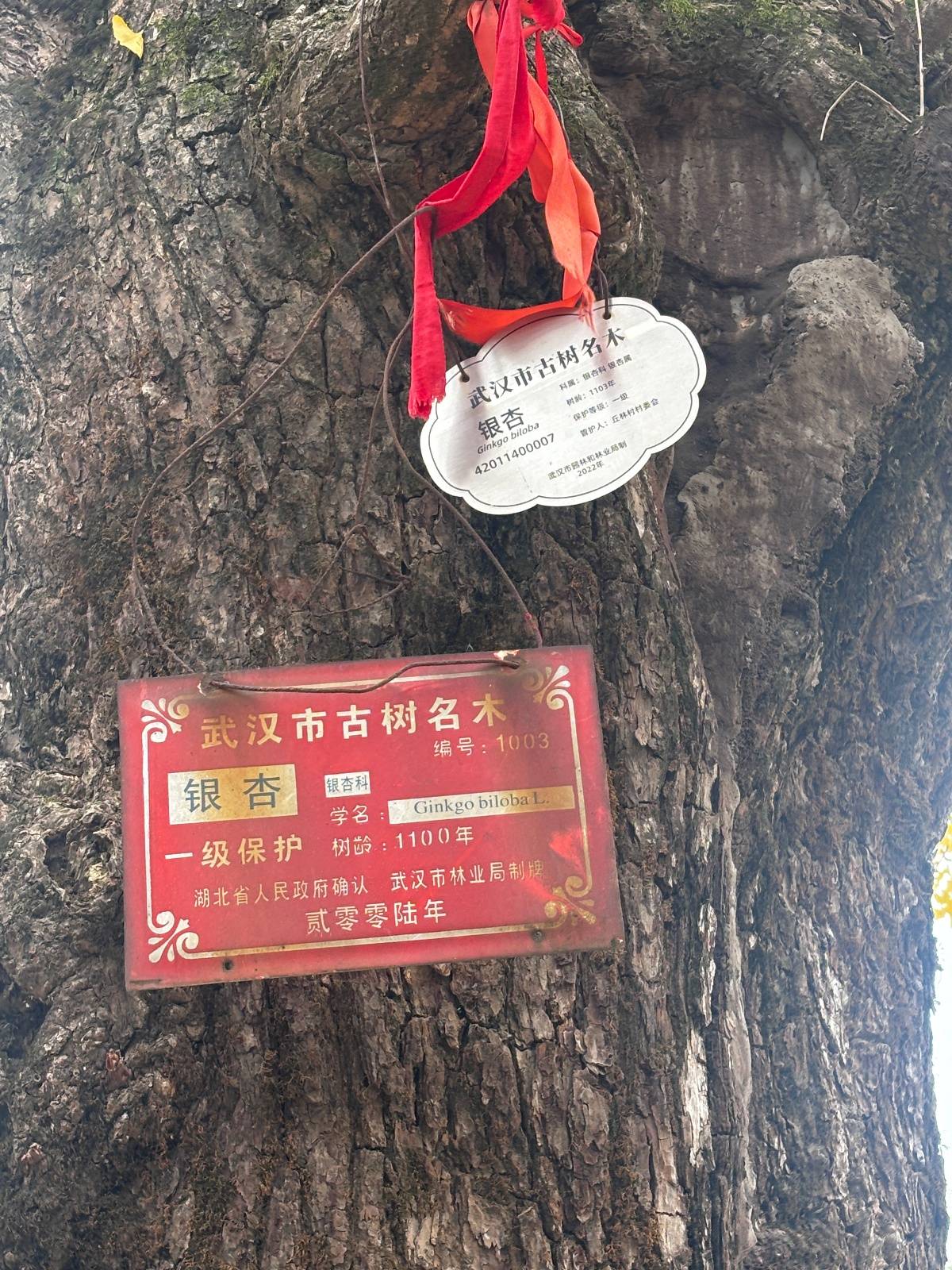 藏于武汉村落的千年古银杏树迎最佳观赏期村支书想保留这处世外