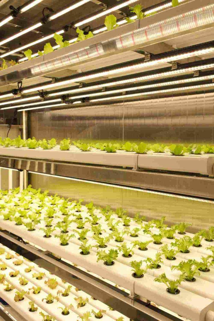 告诉雪龙号,大洋极地也能种菜了 告诉雪龙号,大洋极地也能种菜了