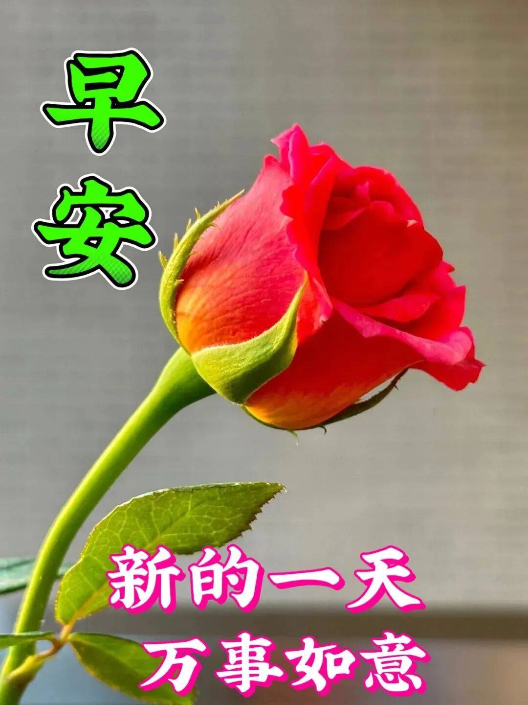 今日早上好最新版早上好图片精选漂亮温馨的祝福早安快乐