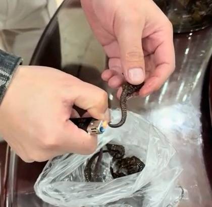 泡了十余年“药酒”里的海马竟是塑料？男子：父亲当年花数千元购买