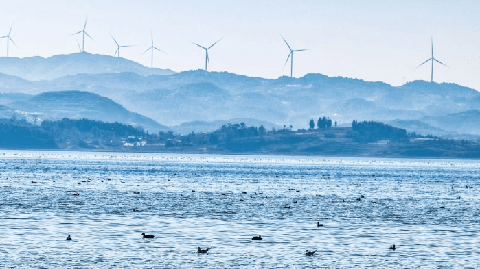 大批越冬候鸟飞抵贵州草海