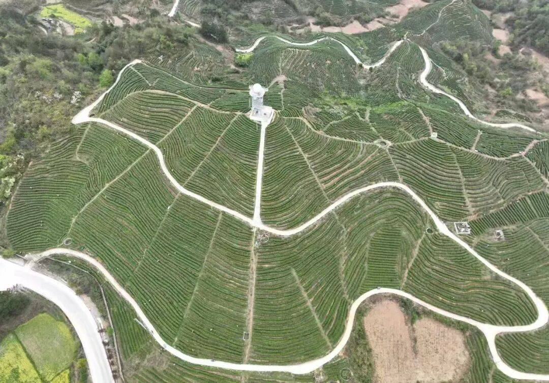 达成“叶子”变“票子”的最大增值