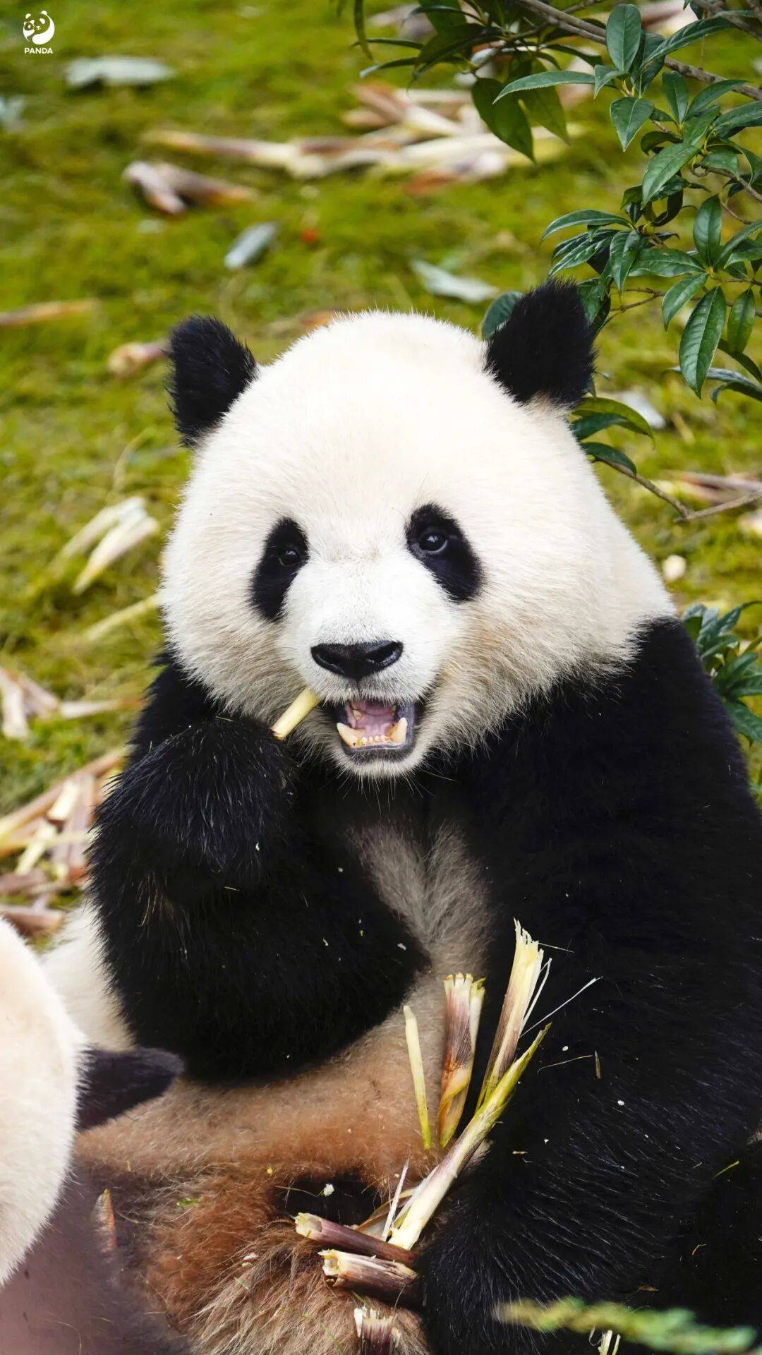 这波「滚滚 小熊猫」治愈系壁纸,我不允许你没有!