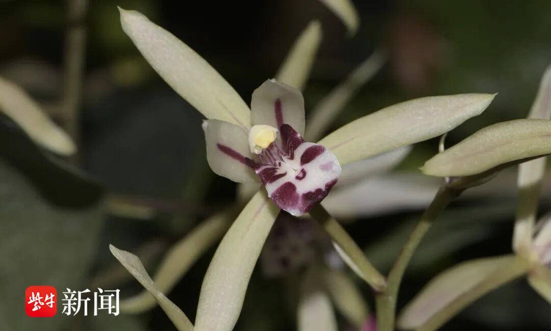 中山植物园兔耳兰盛开:外表萌,套路深!它靠“骗术”让蜜蜂传粉_兰科_花朵_叶片
