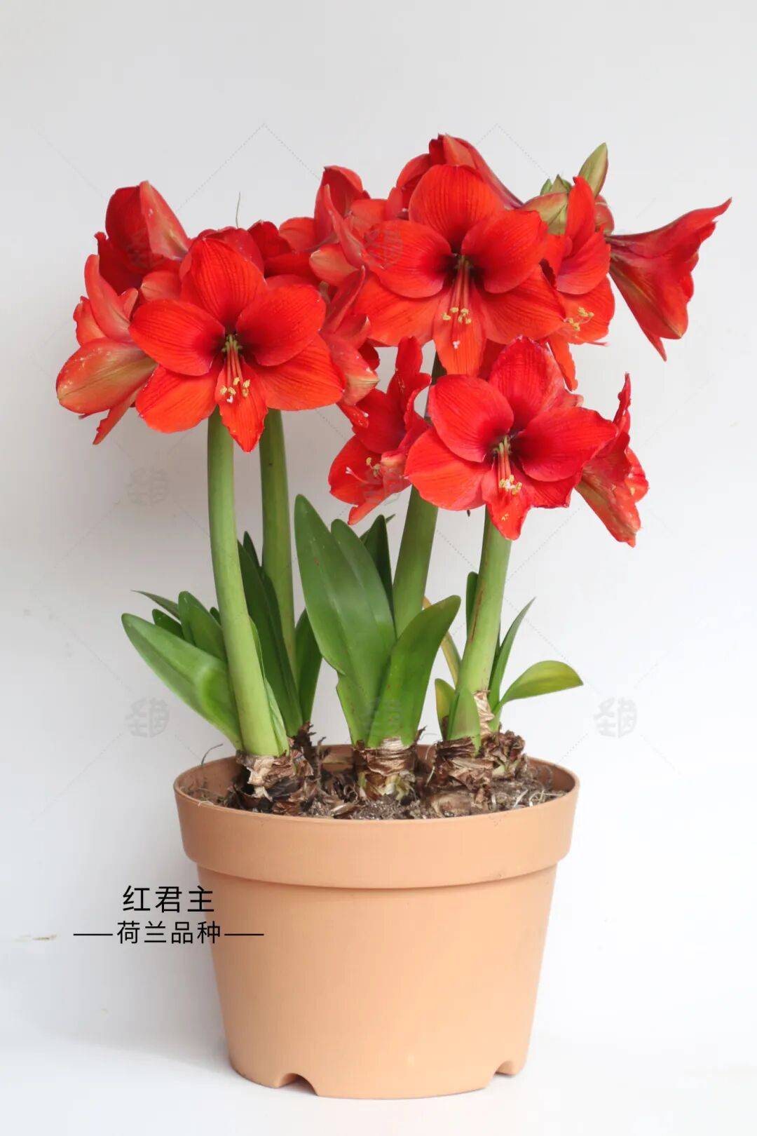 春节种盆"注定红",新年花开正当时!