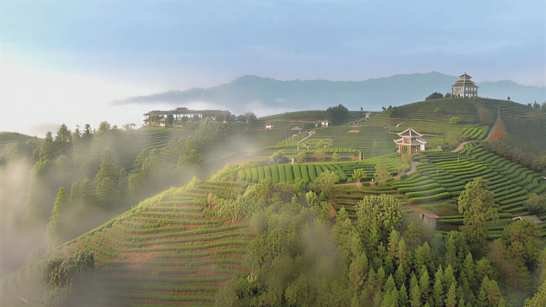 千元大奖等你赢！梧州六堡茶财富节短视频话