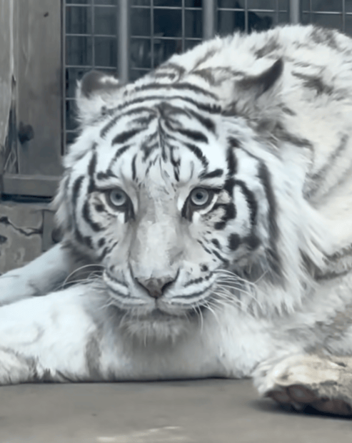 山东一动物园老虎因美貌火出圈，白皮肤、大眼睛、小翘鼻……全国网友不远万里来看
