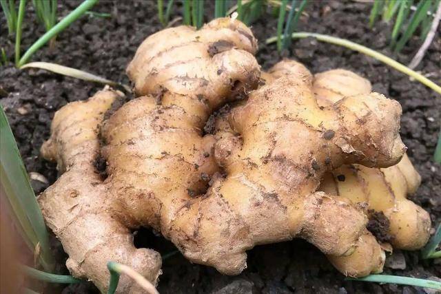 生姜是胃病“导火索”？医生多次劝告：胃不好的人，少碰6样食物