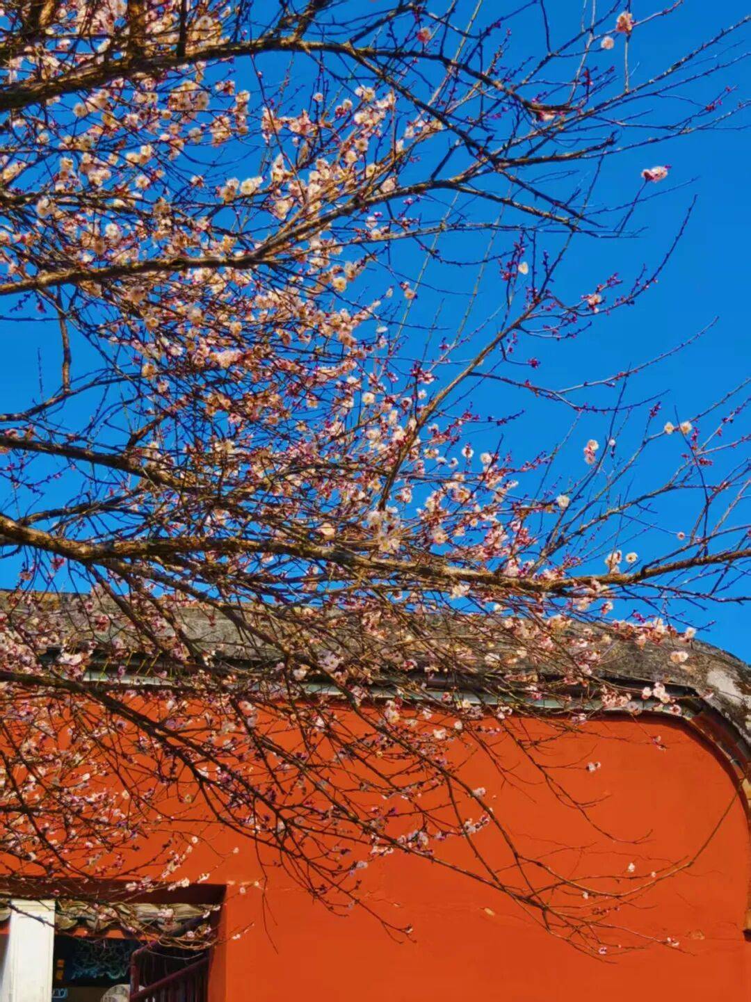 福州人久等的林阳寺梅花开了很多人赶去打卡