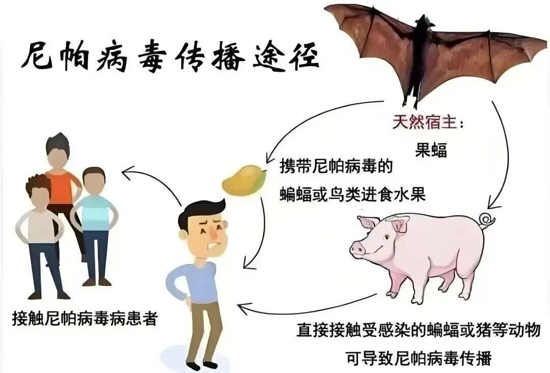  疫情病毒叫什么了(这次疫情病毒叫什么)