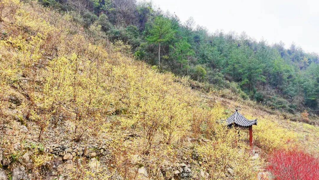 凌寒独自开！万源青沟蜡梅园，在金色花海里邂逅冬日暖意_万源市_市民_寒冬
