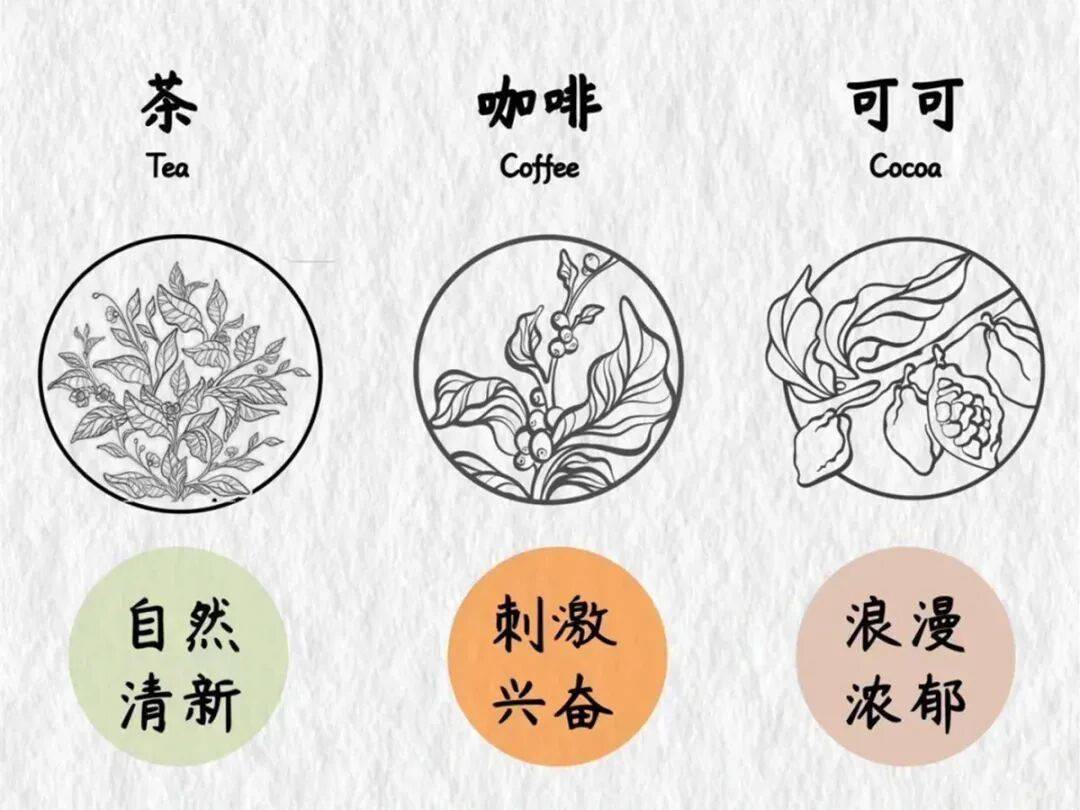 继茶之后，新会陈皮乘上了咖啡的东风