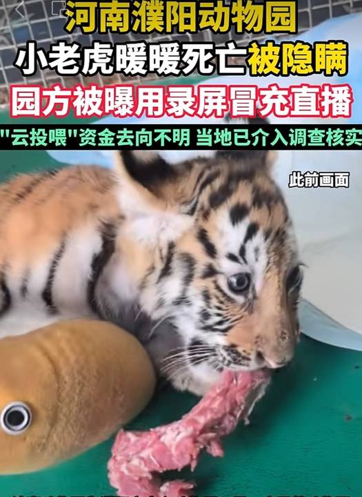 动物园隐瞒网红小老虎死讯，用录屏冒充直播欺骗粉丝打赏！多部门介入调查