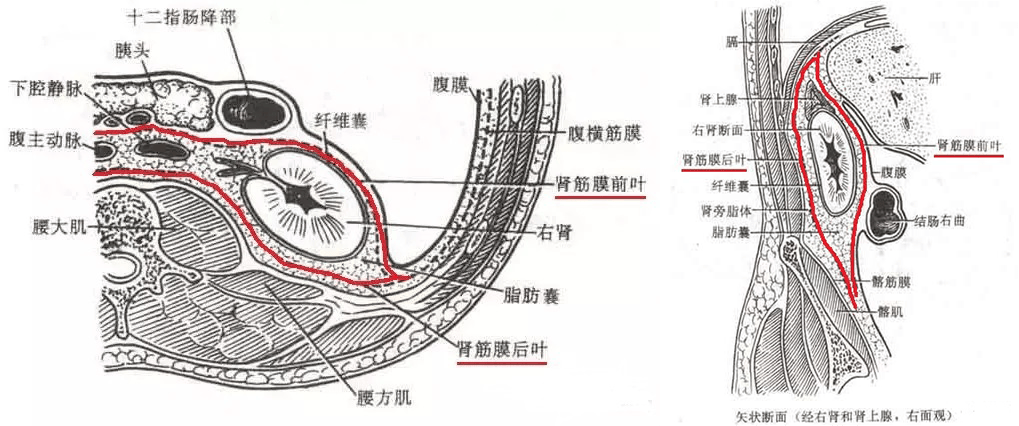 腹膜肿瘤如何定位？这些常见病变影像诊断请收好