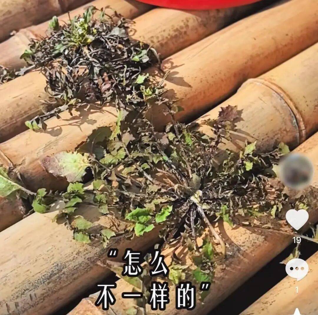 挖了半天全白挖！杭州网友晒“假荠菜”：长得很像吃起来不对味！专家教你一眼分辨
