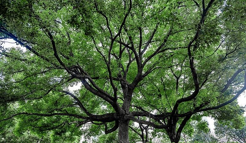 中国人种树到底有多厉害？ 图12