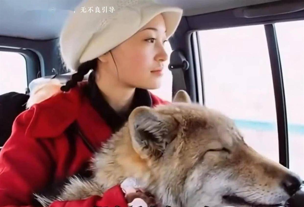 《重返狼群》李微漪回应格林现状,离别并非结束,遗忘才是_若尔盖_自然