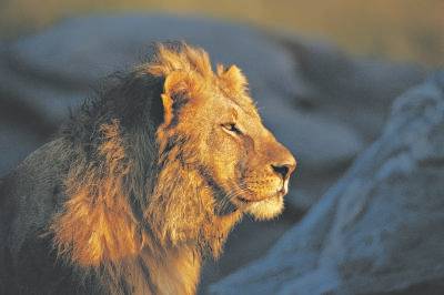 狮子 舶来的“瑞兽”