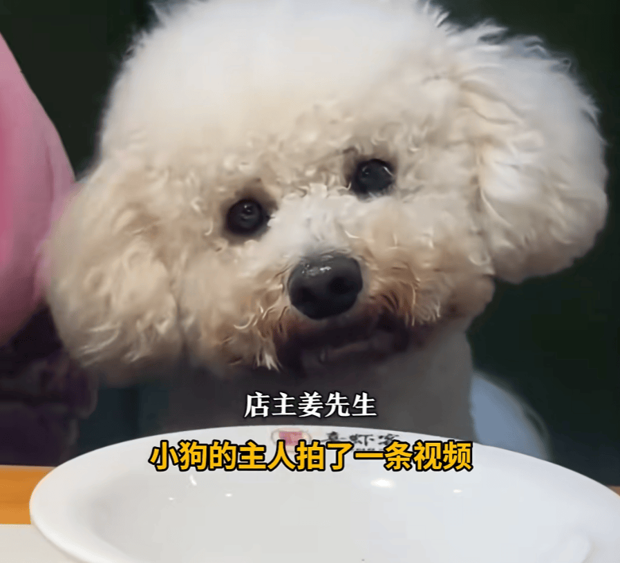 女子带狗进店就餐，店主砸毁近600套餐具！
