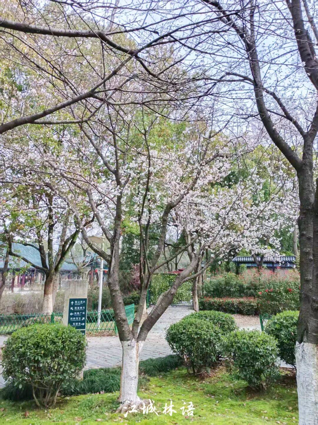 清晨,在汉阳区鹦鹉大道,樱花已连成廊道