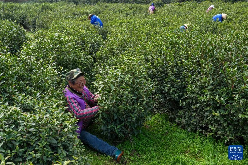 苏州洞庭山：碧螺春茶迎来采摘期