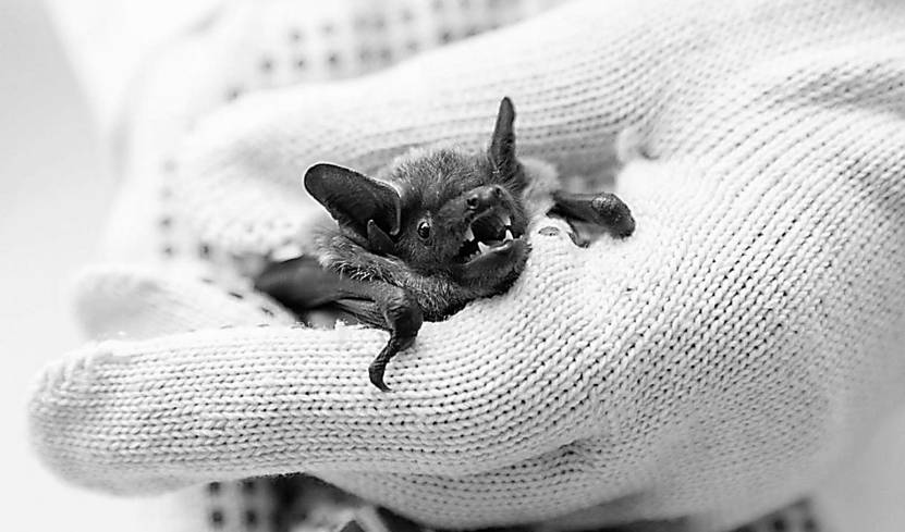 俄罗斯科学家研究蝙蝠免疫力